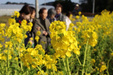 いきいきデイサービス 若松区 菜の花3