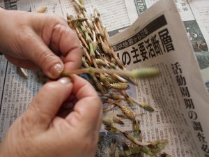いきいきデイサービス　若松区　つくしはかま取り1
