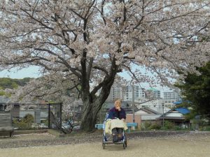 いきいき桜苑 八幡西区黒崎 桜見学1