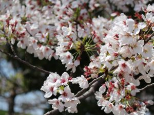 IMG_1057