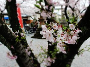 いきいきデイサービス　日の峯神社　花見1