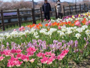 いきいきデイサービス　金山川へ　チューリップ5