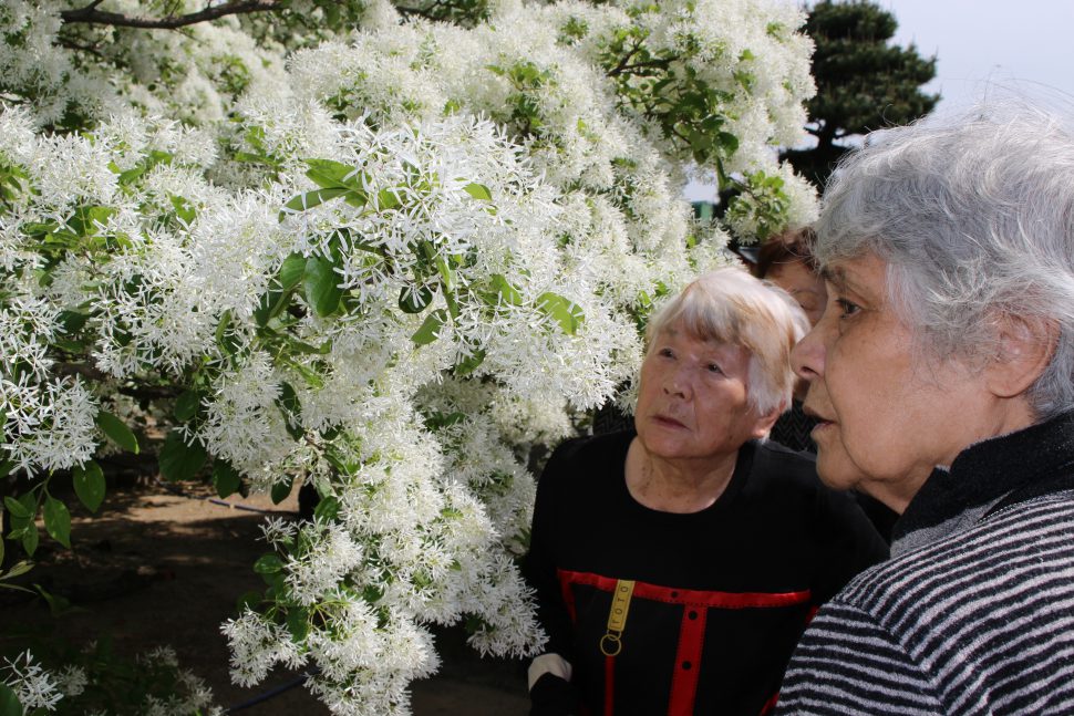 いきいきデイサービス　芦屋岡湊神社　なんじゃもんじゃ3