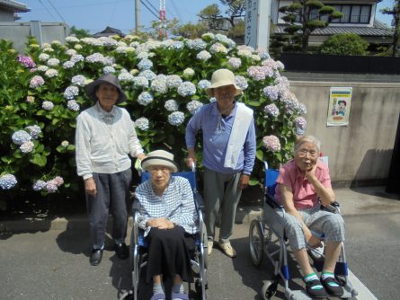 八幡西区黒崎 グループホームいきいき桜苑? あじさい祭り1