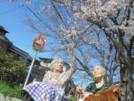 八幡西区東折尾町 グループホームいきいき良花居 桜満開、春爛漫①