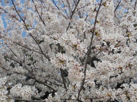 八幡西区東折尾町 グループホームいきいき良花居 桜満開、春爛漫③