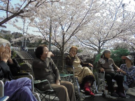 八幡西区東折尾町 グループホームいきいき良花居 桜満開、春爛漫⑦
