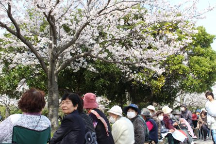桜見学⑥