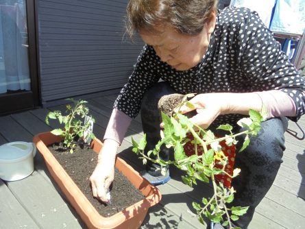 八幡西区東折尾町　グループホームいきいき良花居（よかとこ）日常の過ごし方③トマトを植えました！早く大きくなってね！！