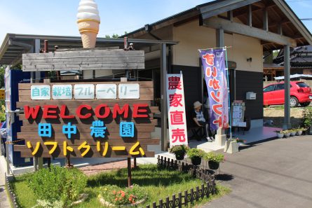 ひまわり見学④