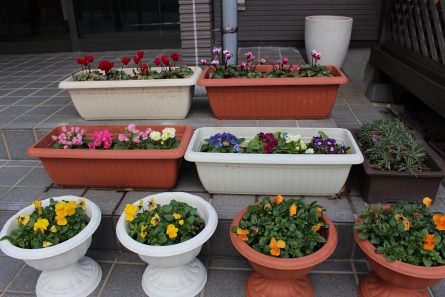 ご利用者様と一緒にお花屋さんに行って選びました。