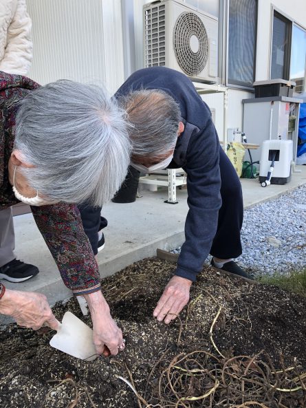 チューリップ植え２