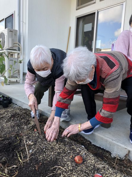 チューリップ植え１