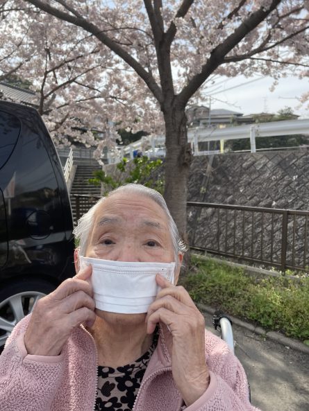 駐車場の桜も満開です。