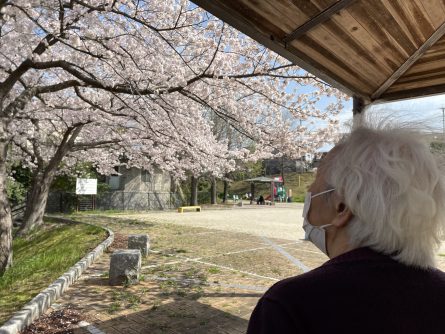 皆様のお気に入りの場所。くちなし公園の桜はお見事。