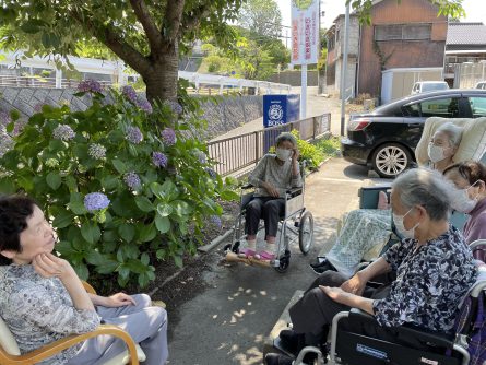 駐車場の庭に青や紫の紫陽花が咲いてます。