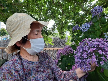 苑庭の紫陽花が元気いっぱいに咲いています。