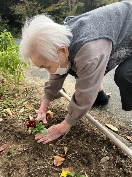 花壇にパンジーを植えました。