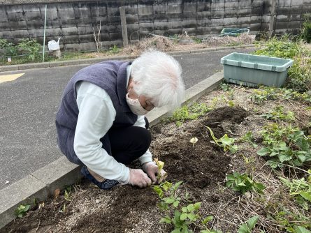 ５月芋づる植え